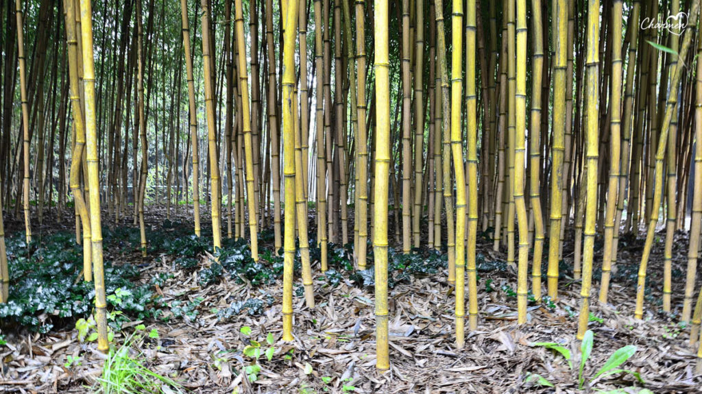 Labirinto della Masone bambù
