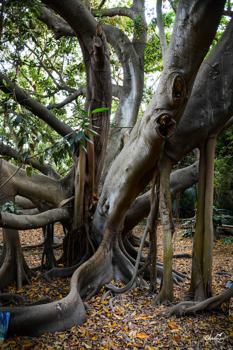 Orto Botanico Cagliari 