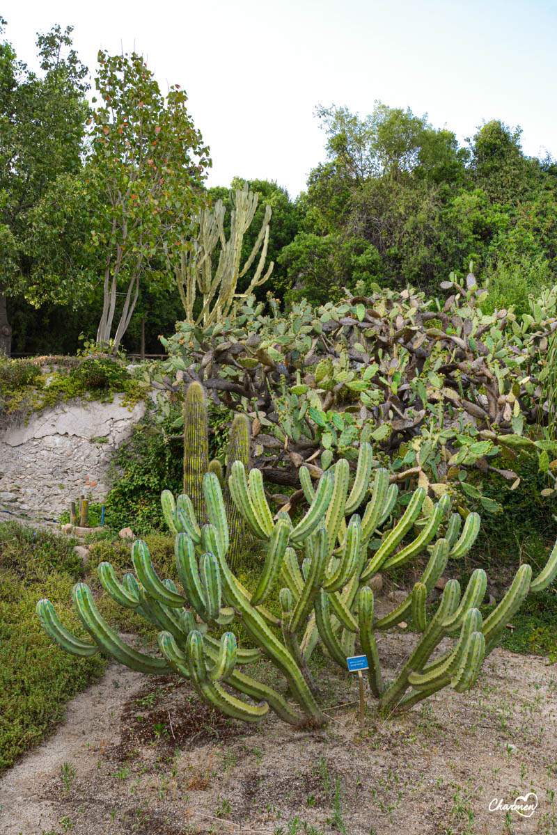 Orto Botanico Cagliari 