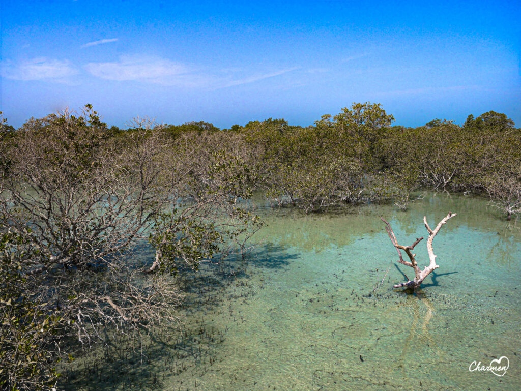 Mangrove National Park Jubail 