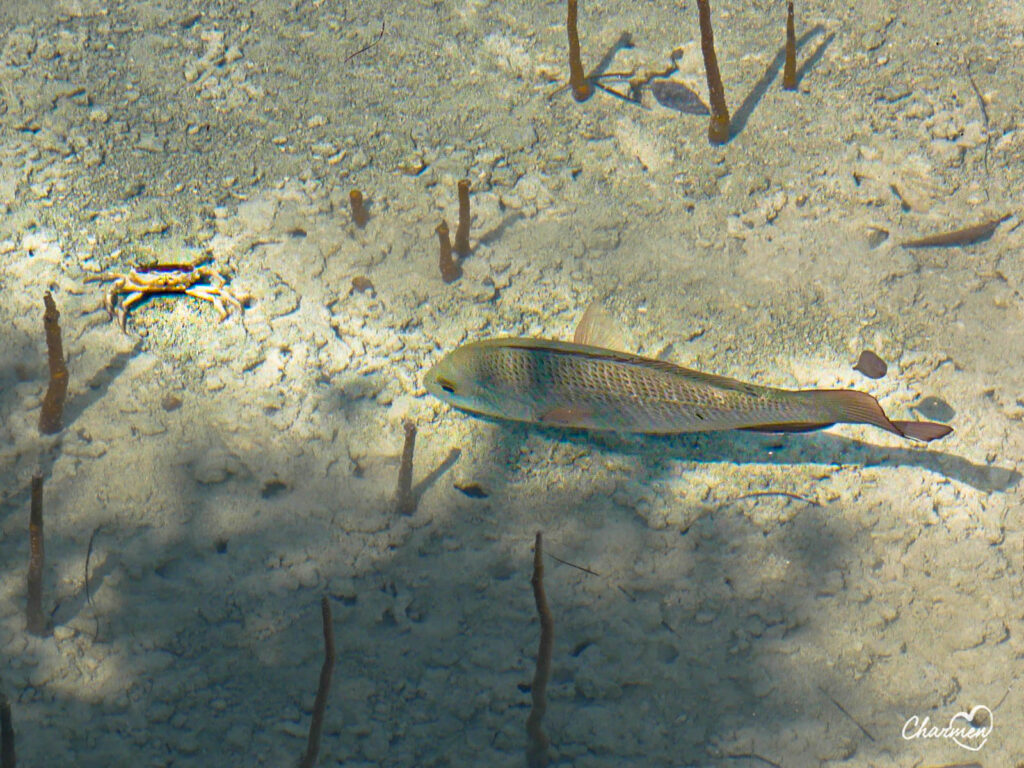 Mangrove National Park Jubail 