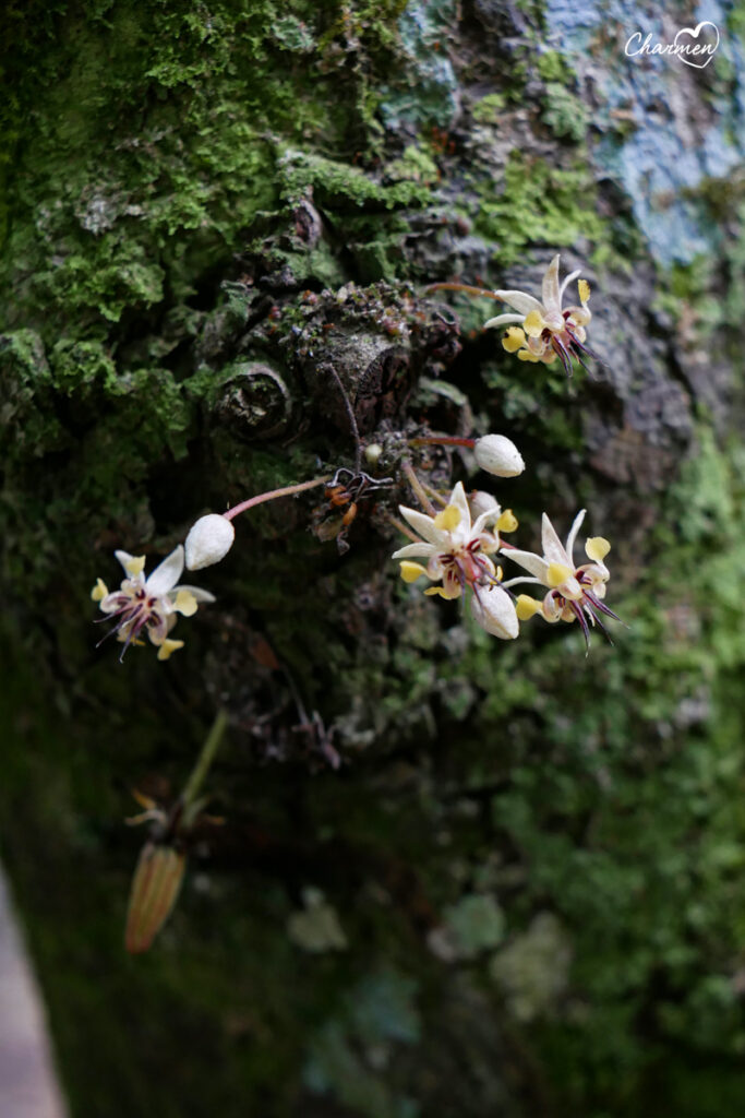 El Sendero del Cacao 